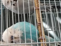 9 aylık erkek ve 7 aylik muhabbet kuşu dişimiz