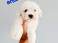 2 aylık dişi erkek yavru köpekler