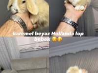 HOLLANDA LOP TAVŞANLARIMIZ HER İLE GÖNDERİM VAR