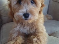 Maltipoo 3 Erkek Yavru
