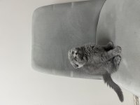 Scottish fold kedisi