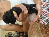 Siyah anne çikolata baba kore red poodle yavrular