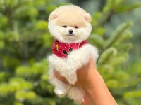 Pofuduk pomeranian yavrularımız