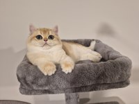 5 kuşak şecereli british bebekler