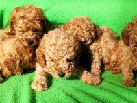 Gerçek toy poodle garanti üst düzey yavrular