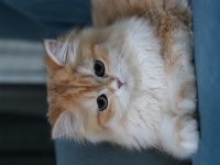 British longhair dişi kedimiz