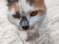Dost canlısı sevecen dişi kedimize yuva