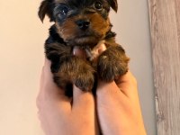 45 günlük terrier yorkshire yavru (baba ve annesi bizde)