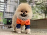 Pomeranian boo
