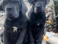 Cane corso yavrular