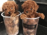 Korea Poodle Yavruları Ankara