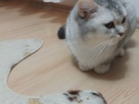 3 yaşında british shorthair silver
