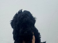 Siyah Toy Poodle Yavrularımız Ömürlük Aileleri Bekliyor