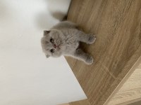 Scottish fold
