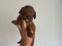 Toy poodle bebeklerimiz maltipoo bebeklerimiz mevcuttur