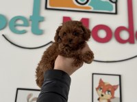 Wc eğitimli aşılı pasaportlu toy poodle yavrular