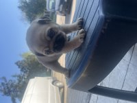 SAFKAN PUG YAVRULARIMIZ ACİL