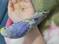 1 aylık yavru muhabbet kuşu erkek