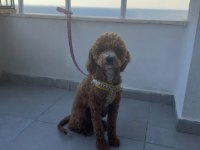 Toy Poodle 8 Aylık