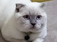 Scottish fold sütlaç için yeni yuva arıyoruz