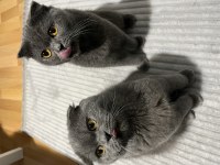 Scottish fold erkek