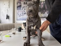 Ruhsatlı çiftlikten A kalite cane corso