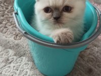 Prensesimiz dişi blue point british shorthair