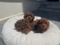 Wc eğitimli  çok özel mini toy poodle yavrularımız