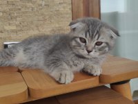 Scottish fold anne baba british