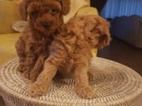 Ankaranın en seçkin minyatür poodle yavruları