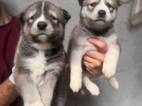 Tarım ve orman bakanlığı onaylı çiftlikten husky