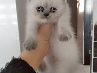 Uygun fiyata verilecek iran kedisi