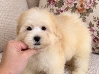 BİBLO MALTİPOO