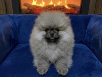 Pomeranian Boo Ayı Surat Yavrularım