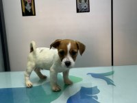 Şecereli erkek jack russell terrier