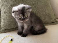 Anne Altından Baykuş Gözlü Scottish Fold Kızımız Oyuncu