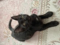 Kedimiz Zeytin İçin Yuva Aranıyor