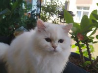 British longhair kedisi