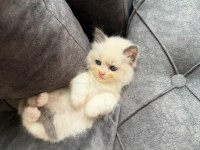 Anne Altından Safkan Ragdoll Yavru Kediler