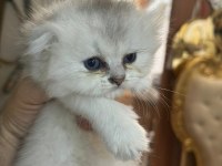 Bristh shorthair ve scotih fold yavrularimiz