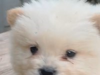 ÇİN ASLANI KÖPEĞİMİZ