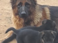 alman çoban köpeği yavruları