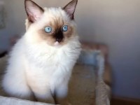 ŞECERELİ ANNE VE BABADAN SAFKAN RAGDOLL DİŞİ YAVRUM