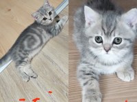 Ücretsiz Mama Karşılığı Kedimiz