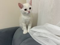 Scottish fold ve british kardeşler