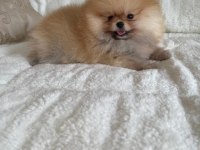 Mükemmel Ayıcık Surat Boo Pomeranian