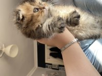 Yavru sahiplendirme scottish fold longhair
