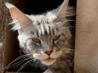 XXL Yurt Dışı Kan Hatlarından A Kalite Maine Coon