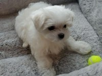 Muhteşem Kore maltese