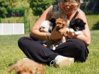 MUTLU SAĞLIKLI MALTİPOO YAVRULARİ 